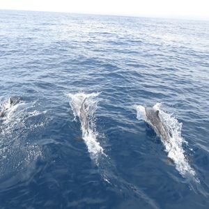 Meet your Posher, Diana